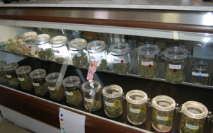 Marijuana classified as 'less dangerous drug' while being more potent than before