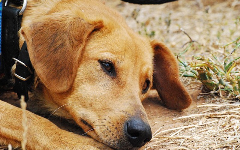 At least 117 dead dogs found in 'horrific scene' at California 'no-kill' shelter