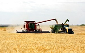 Wheat production in U.S. is not what it used to be