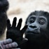 Hoax calls prompt evacuations and closures at several US zoos
