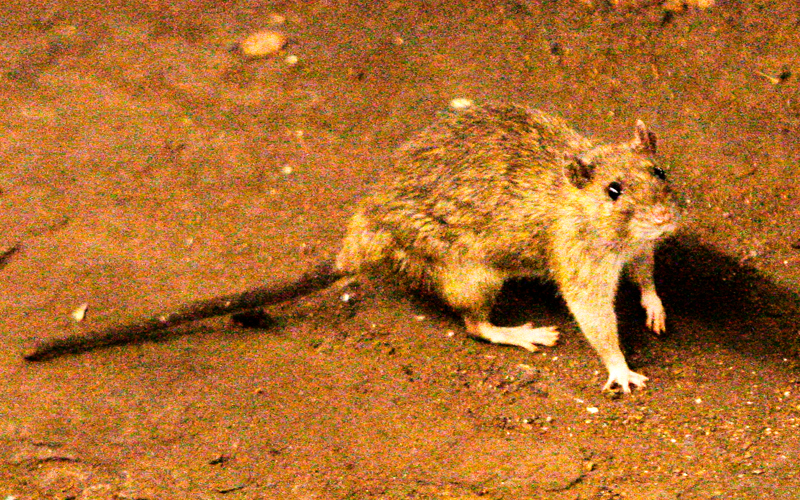 A suspected hantavirus outbreak on a cruise ship in the Atlantic Ocean kills 3 people, WHO says